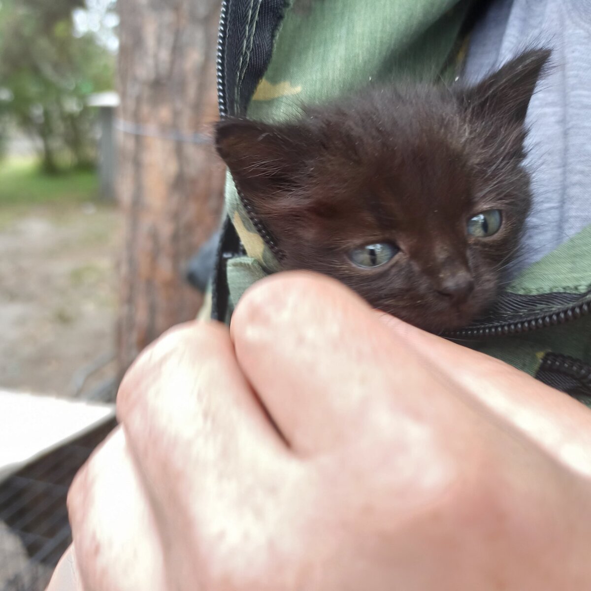 Вернули котёнка