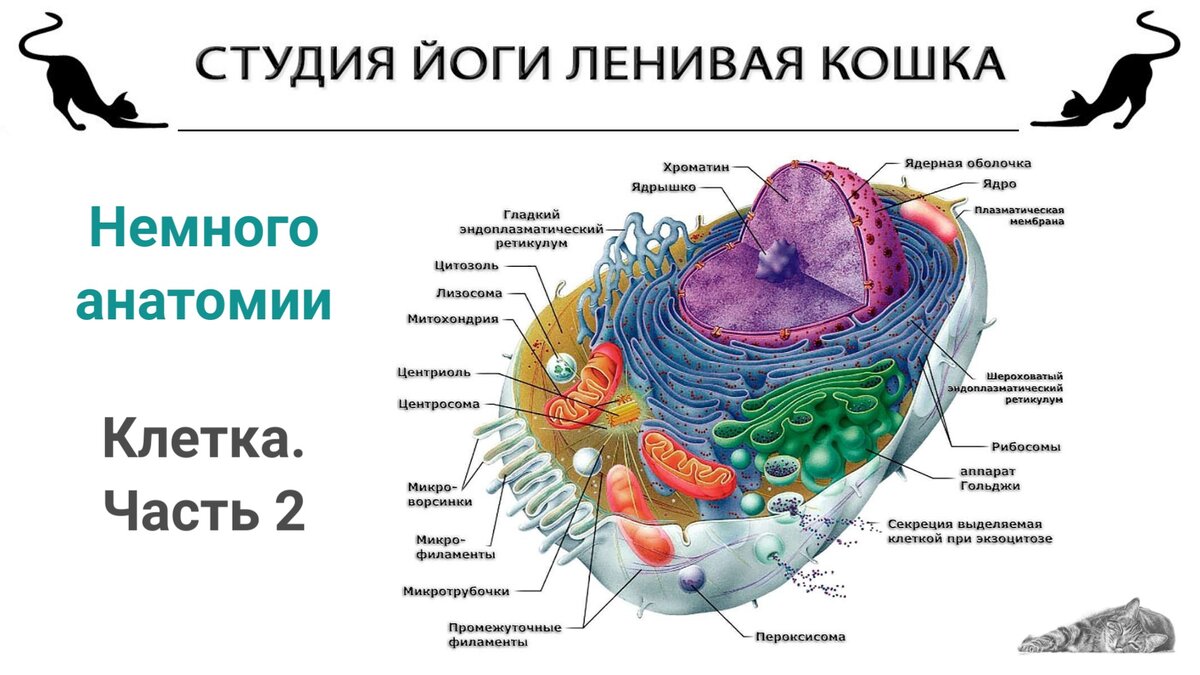 Организм состоящий из множества клеток