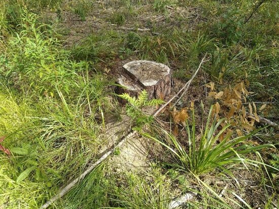     ФОТО: ТАТЬЯНА КАРТАВЫХ\ "СИБ.ФМ"