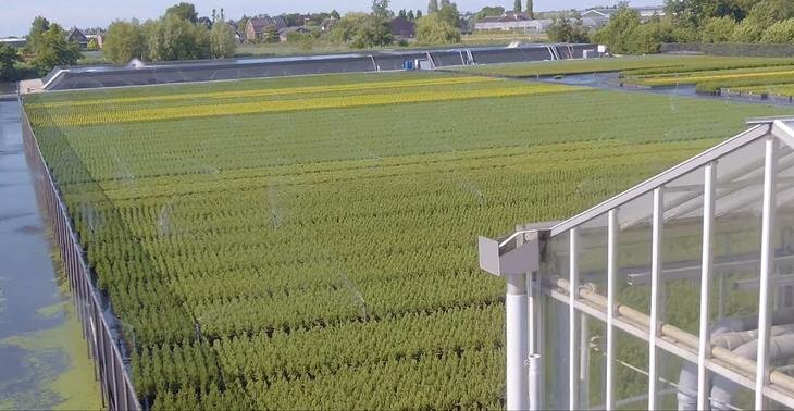 Питомники голландии