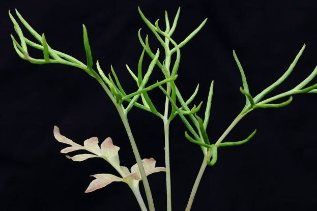     Оказалось, что папоротники не только миллионы лет копят "бесполезный" геном, но также воруют его у других существ