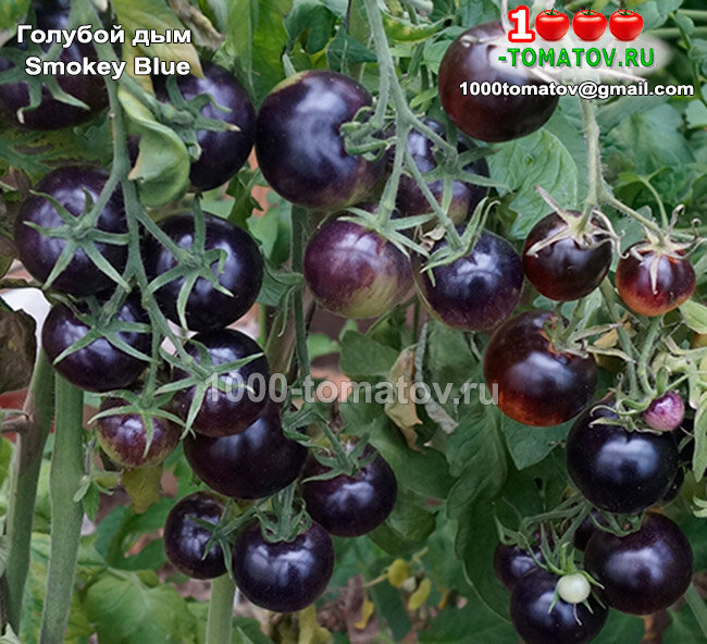 Томат Голубой дым Smokey Blue фото 1