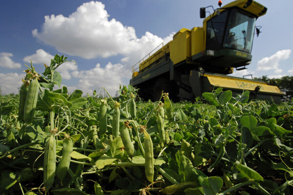 Уборка урожая гороха. Источник: Яндекс.Картинки