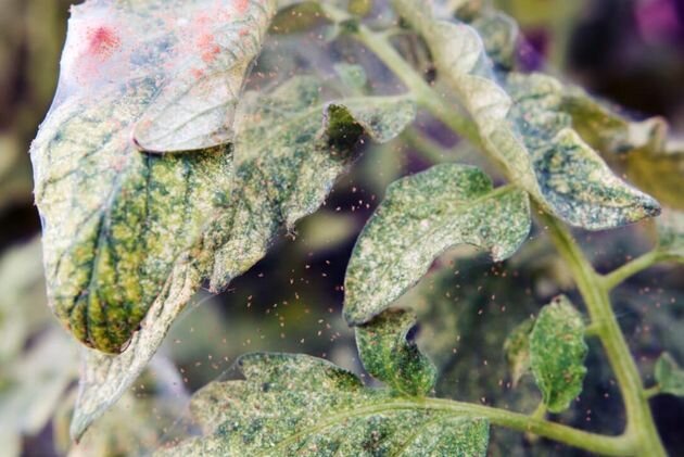 Чем осенью обработать теплицу от паутинного клеща