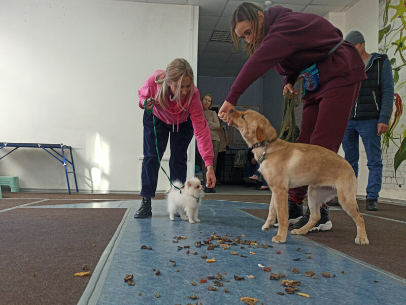 лабрадор Голди и шпиц Боня на групповых занятиях по дрессировке в Дог-центре Тольятти учатся не подбирать пищу с земли