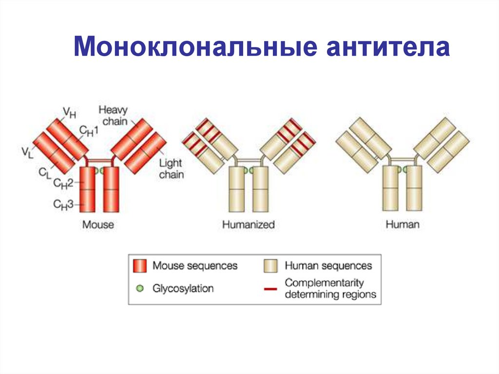 Antibody mouse. Моноклональные антитела. Номенклатура моноклональных антител. Конъюгированные антитела. Моноклональные антитела ковид.