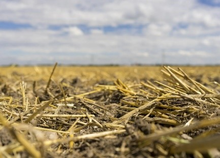 Пожнивные остатки