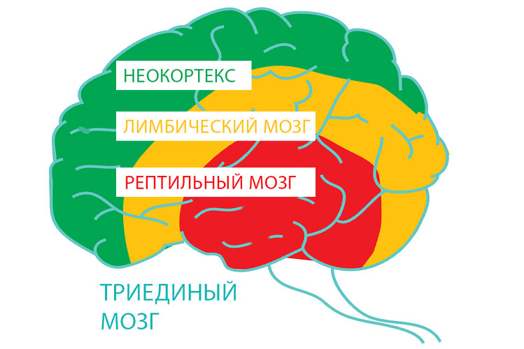 ТРИ МОЗГА: РЕПТИЛЬНЫЙ, ЛИМБИЧЕСКИЙ, НЕОКОРТЕКС
Мозг человека считается одним из самых сложных механизмов, на понимание работы, которого люди потратили не одно столетие, но так и не смогли получить полную картину. Именно в мозге протекают процессы, связанные с обработкой и хранением информации, с принятием решений, с контролем действий.

Первый мозг – ретикулярный, он же рептильный. Один из самых древних и был уже у древних рептилий, откуда и пошло его название. Он отвечает за базовые функции, необходимые для выживания: условные и безусловные рефлексы, стремление к удовлетворению основных потребностей (еда, размножение, самосохранение и защита и т.д.). Рептильный мозг стоит на страже и оберегает нас тогда, когда нам нужны наши рефлексы (в том числе на уровне «Дотронулся до чайника – отдернул руку»). Мы практически не можем его контролировать.

Второй мозг – лимбический, или эмоциональный; он же мозг млекопитающих. Последнее название получил за то, что есть у представителей этого класса животного царства. Отвечает за эмоции, социальные отношения и пр. Контролировать его мы также практически не можем, в то время как он нас – очень даже. Лимбический мозг видит своей задачей ограждение нас от опасности и удовлетворение базовых требований, только не на физическом, а на эмоциональном уровне. Он стремится к получению сиюминутного удовольствия и не особенно любит, чтобы мы напрягались (если только это не угрожает нам).

Третий мозг – неокортекс, или новая кора. Его еще называют визуальным мозгом. У некоторых животных (например, дельфинов) он тоже присутствует, но в меньшей степени, тогда, как у человека неокортекс составляет внушительную долю коры головного мозга. Новая кора отвечает за мышление, речь, сенсорное восприятие, интеллектуальное развитие, самосознание, интеллект. Этот мозг думает не только о текущем моменте, но и о будущем, благодаря ему мы строим планы, мечтаем и т.д. Контролировать неокортекс мы можем, только это не всегда нам помогает.

С противоречием между этими двумя частями мозга связан и тот факт, что мы часто даем себе обещания, а потом не выполняем их. Дело в том, что обещания, цели и планы – прерогатива неокортекса. Но все это ведет к изменениям и/или откладывает сиюминутное получение удовольствия, что вызывает протест со стороны лимбической системы мозга. Вот вам что больше хочется: смотреть сериальчик или убираться? Кушать скучную полезную еду или лакомиться пиццей и шоколадным тортиком? Лимбический мозг бастует, и большинство из нас так или иначе поддается на его провокации. Поэтому мы зависаем в Сети с чипсами вприкуску, вместо того чтобы заняться уборкой и придерживаться диеты.

С другой стороны, неокортекс способен вдохновить нас, заразить энтузиазмом, чтобы мы начали что-то делать, и это ощущение распространяется и на эмоциональный мозг. Но, когда энтузиазм и вдохновение уходят, лимбическая система вспоминает о том, что пора бы расслабиться, и нас снова тянет к сиюминутным удовольствиям. Вот почем наше бодренькое начало скатывается все к тем же прокрастинации и ничегонеделанию.

Учитывая, что лимбический мозг отвечает за эмоции, а новая кора – за логику, противостояние этих двух систем прослеживается и в ситуациях, когда «умом человек понимает, что к чему, а сердцем чувствует по-другому». Только в таком контексте это должно звучать: «Неокортексом понимаю, но лимбическая система заставляет меня думать иначе».
