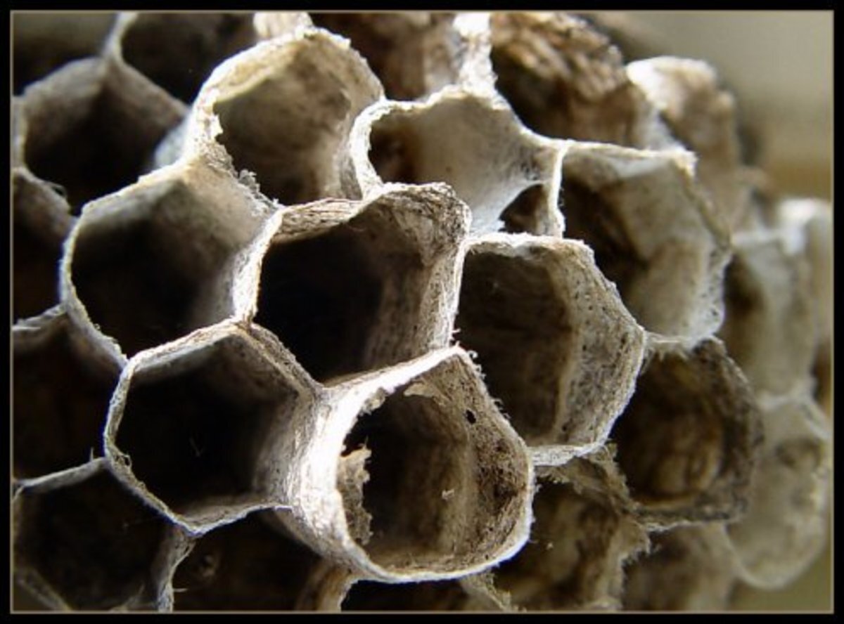 Естественное произведение искусства