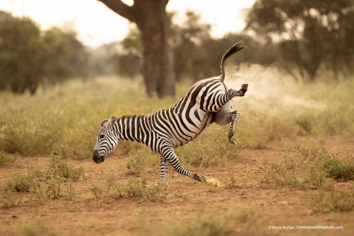 © Vince Burton.
Финалист Comedy Wildlife Photography Awards’2022