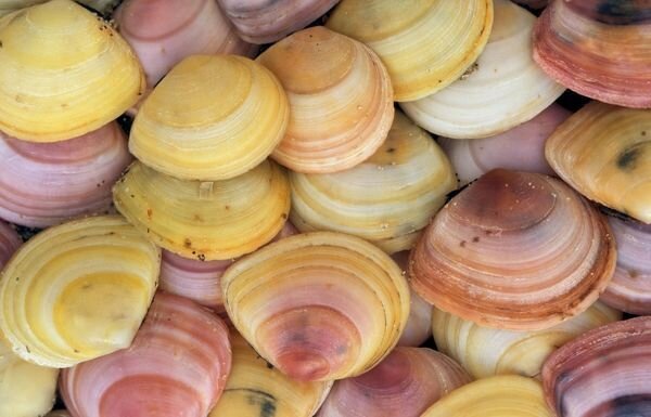 Балтийская макома (Macoma baltica)