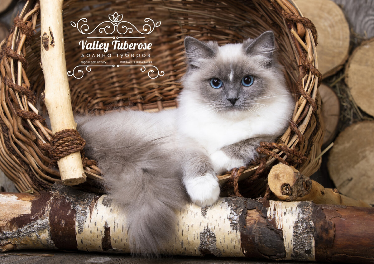 Uliana Valley Tuberose  кошка рэгдолл окраса голубой миттед