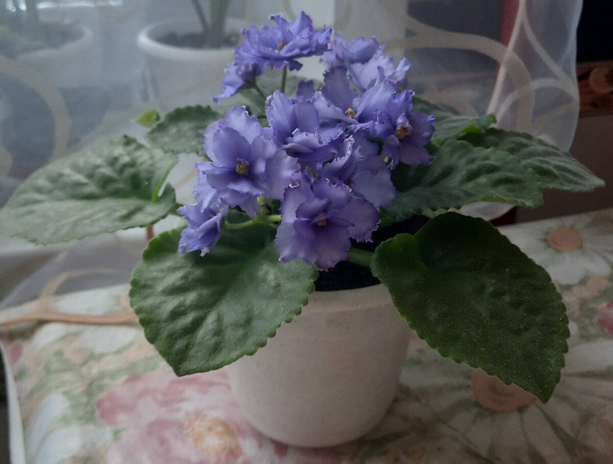 Моя красотуля-безымяшка