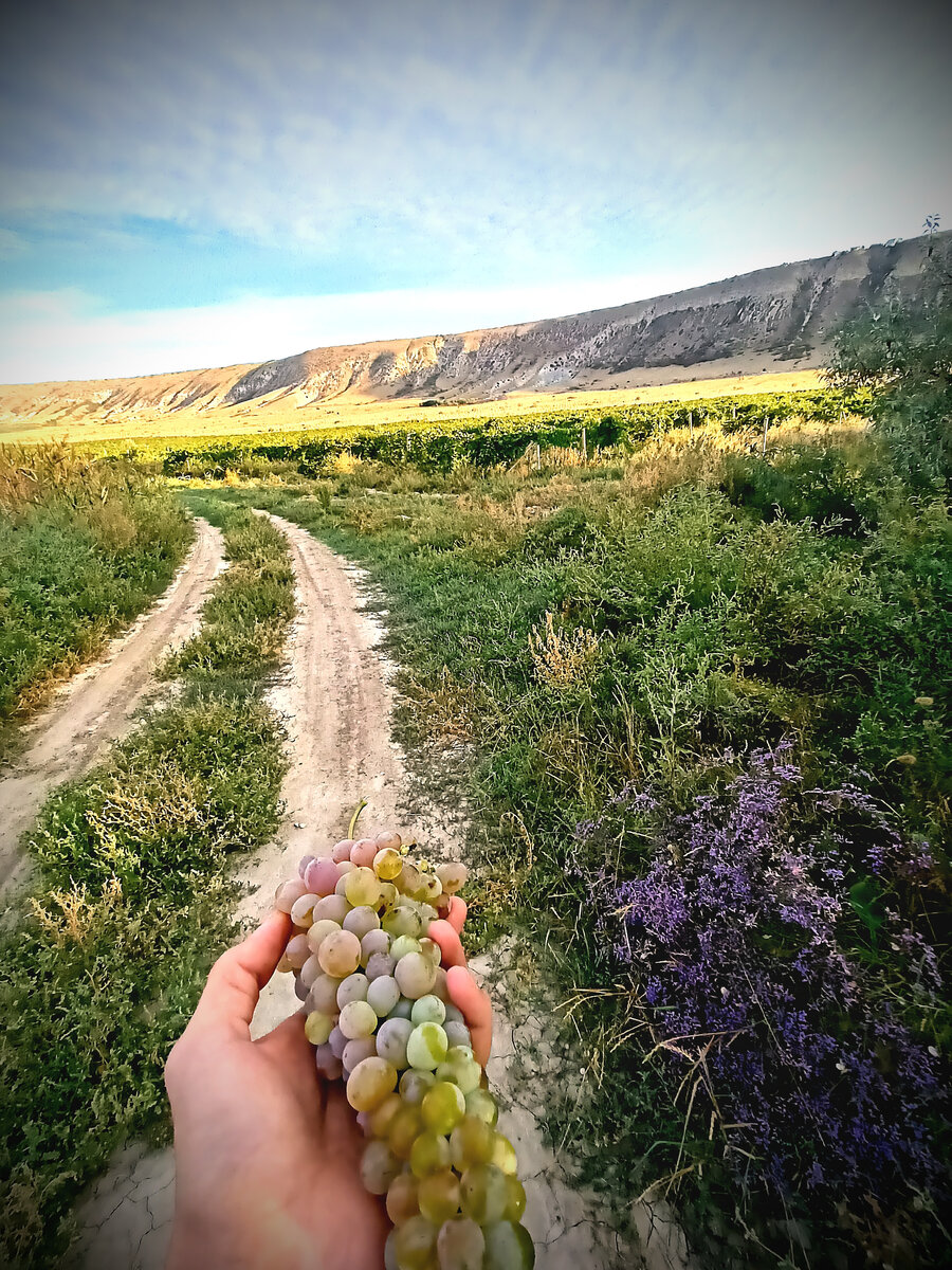 Виноградники у подножья горы Клементьева