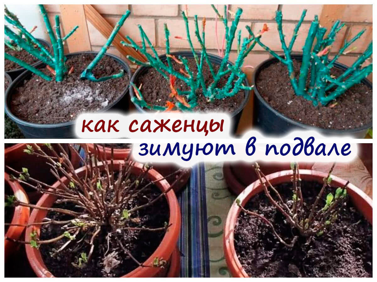 Как сохранить хризантемы зимой в погребе. Как зимуют растения. Способы хранения саженцев. Как зимуют растения в питомниках. Георгины в подвале дали ростки что делать