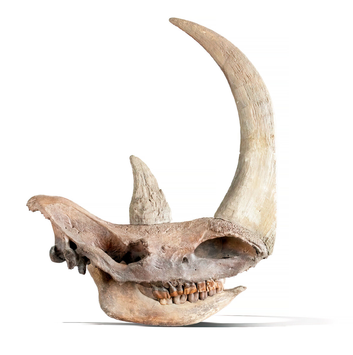 Шерстистый носорог. Носорог из плейстоцена. Вымершее животное. Факты о животных