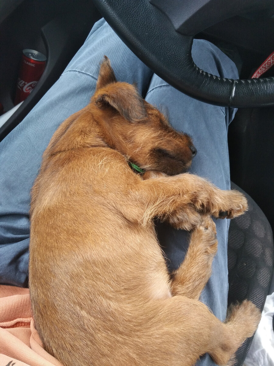 Так все 1000 км до дома и проехал