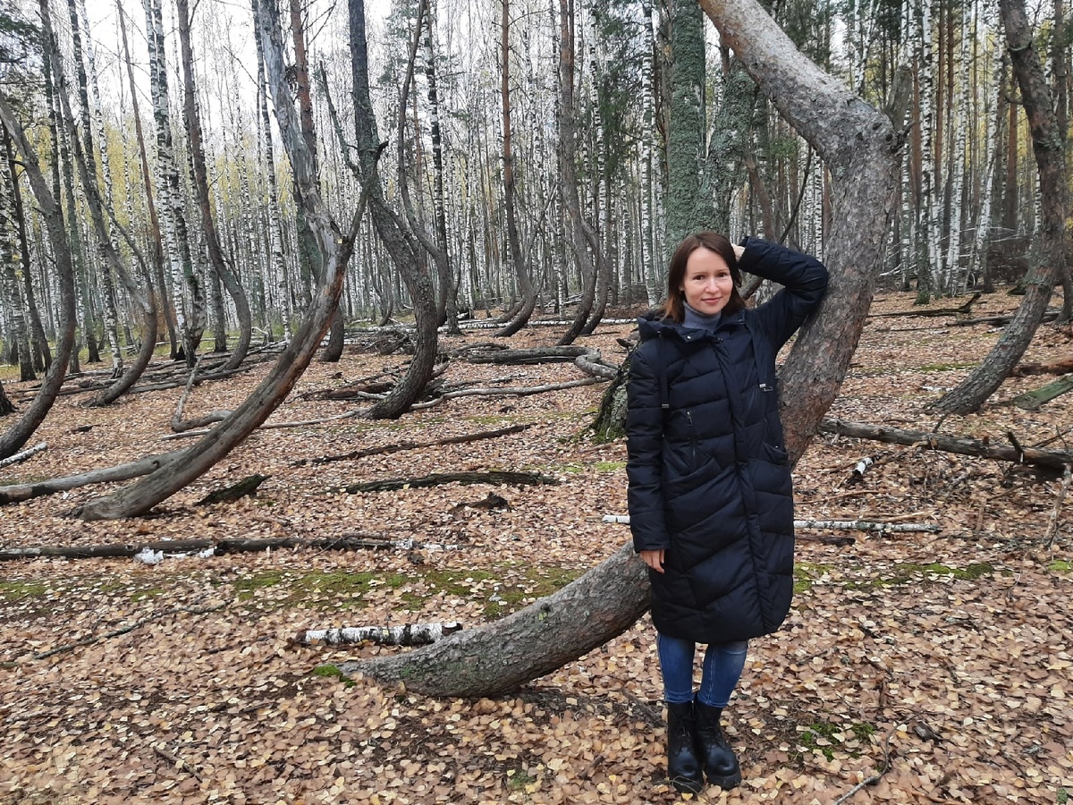 "Пьяный" лес Шиловского района Рязанской области, 21.10.2022 