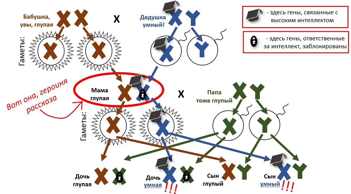 Интеллект детям передается от матери. Интеллект передается от матери. Наследственность интеллекта. Как наследуется интеллект. От кого передается интеллект ребенку.