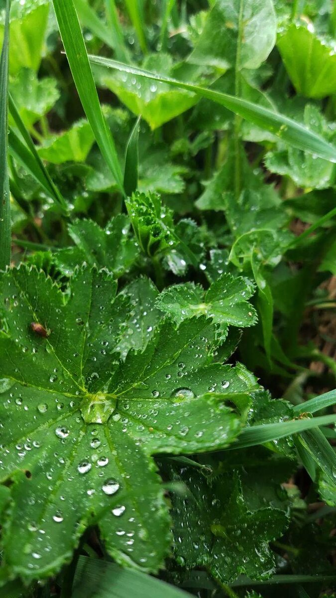 Alchemilla vulgaris