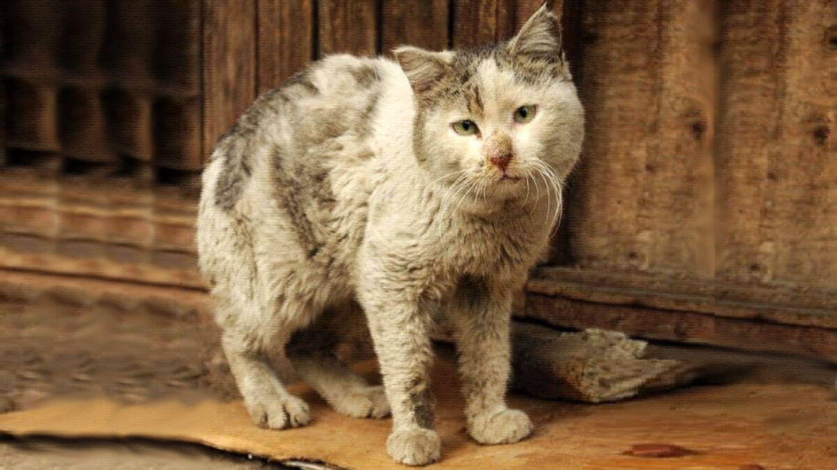 источник фото: korki.lol