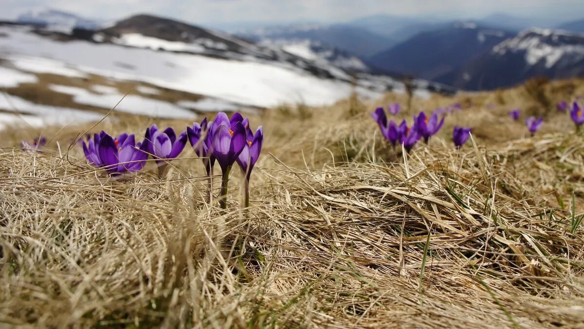 Крокусы цветут одними из первых. Фото: unsplash.com