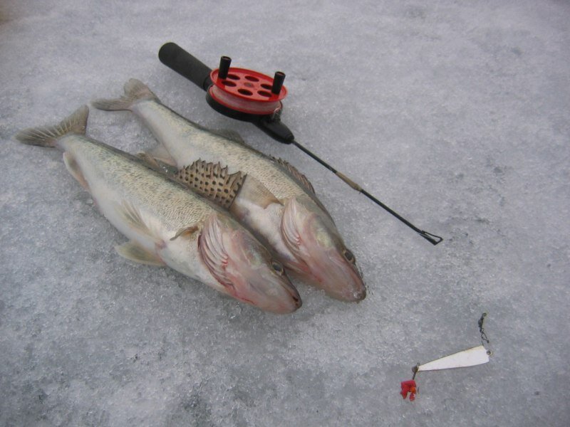 Фото с сайта: https://activefisher.net