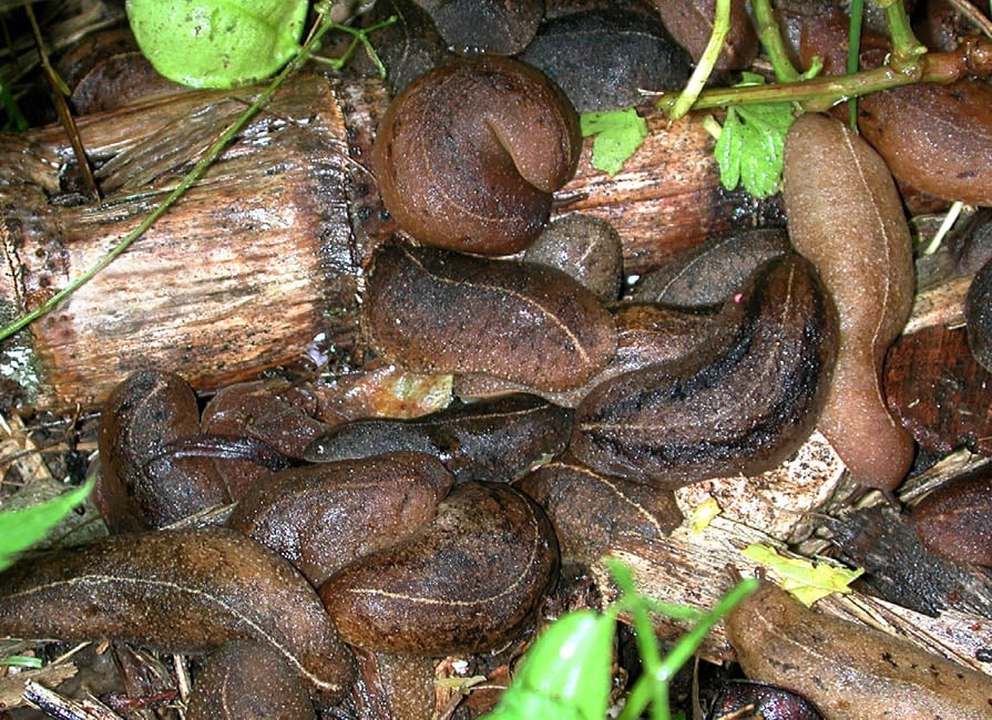 Укротитель слизней. Veronicella Cubensis. Veronicella Ranomafana. Мадагаскарские слизни.