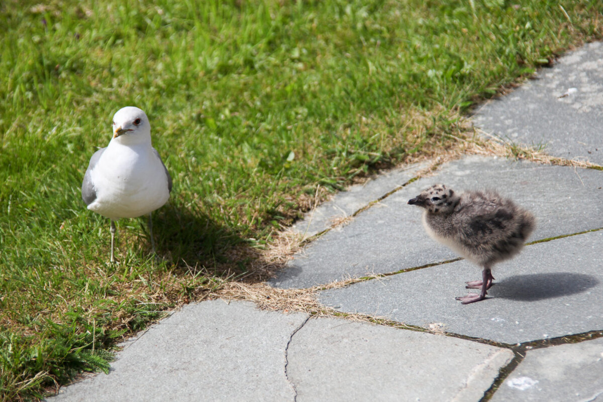 Малыш с родителем, в пушке...