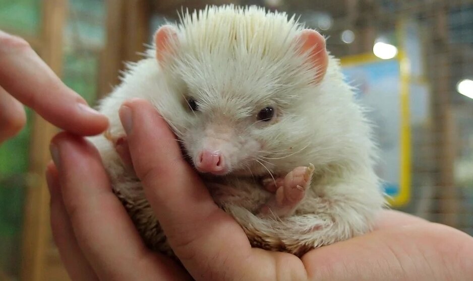 Африканский ёжик