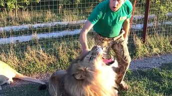 Лев показывает зубы туристам, но фотографироваться не отказывается