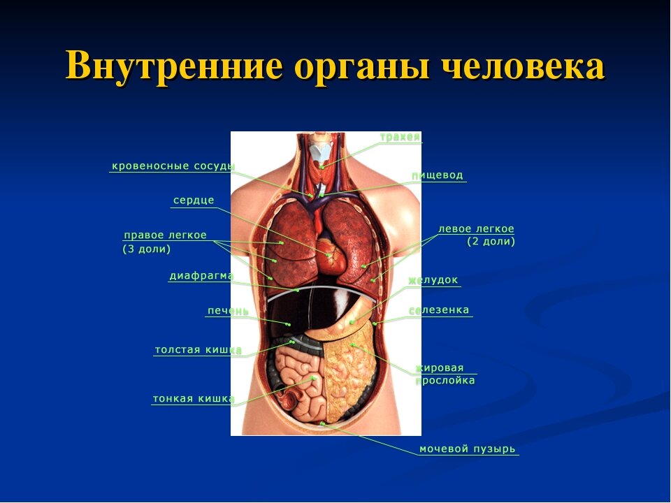 Схема человека с внутренними органами в полный