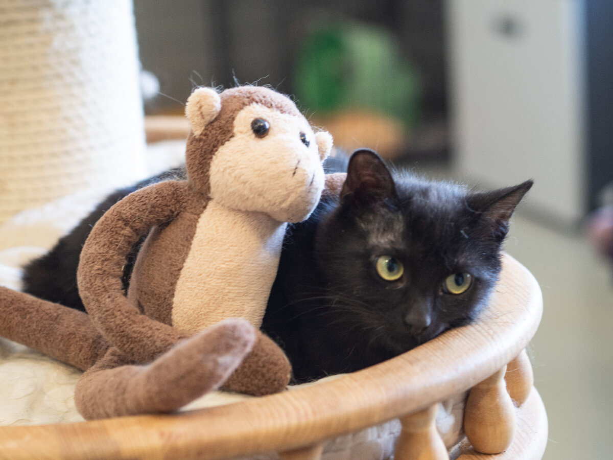 Малышка Мамба. Очень стеснялась, потом никак не могла уютится. А вот рядом с маленькой обезьянкой успокоилась! (Там дальше еще есть фото, можно полистать!)