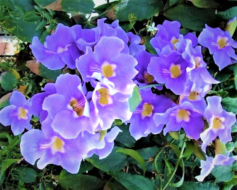  Цветение тунбергии крупноцветковой. Фото с сайта: https://goo.su/usBQUum