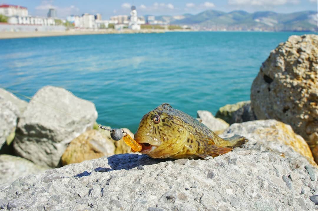 На фото: рыба собака