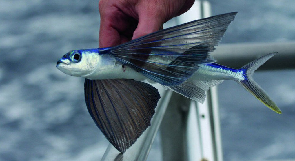 У летучей  рыбы парные грудные (в передней части тела) и брюшные (рядом с хвостом)  плавники более длинные и жёсткие, чем у большинства других костных рыб,  благодаря чему могут функционировать как крылья. Срединные плавники  вверху и внизу относительно небольшие, что позволяет снижать  сопротивление воздуха.