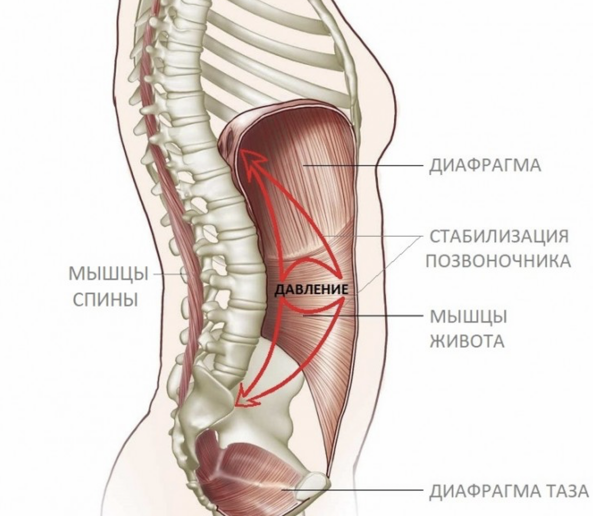 Диафрагма какие мышцы. Мышцы живота диафрагма. Диафрагмальная мышца. Диафрагма и брюшные мышцы. Диафрагма анатомия.