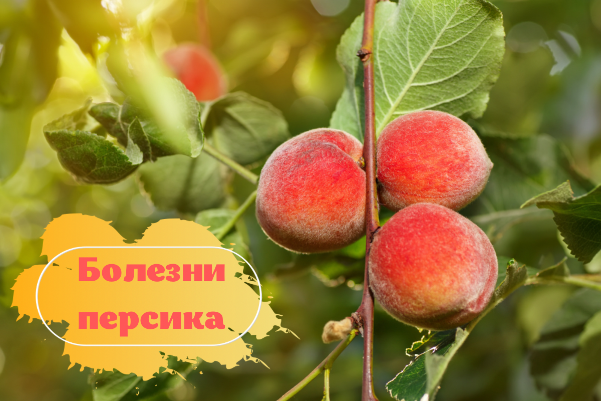 Болезни персика: описание с фотографиями и способы лечения Мир огородников Пости