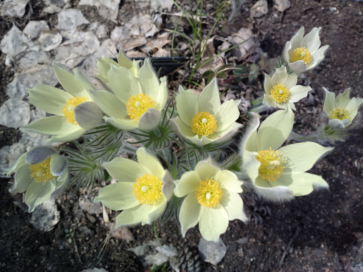 Наш «прострел» везде поспел - особенности и преимущества