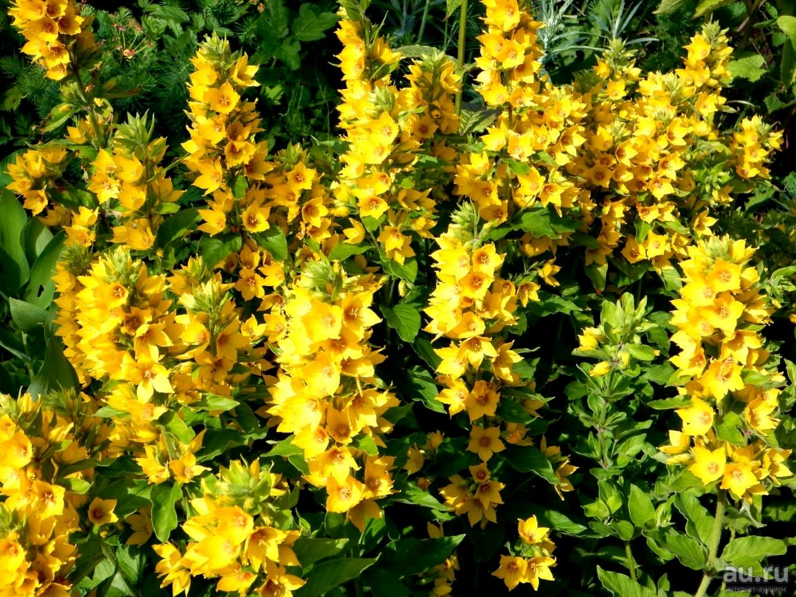 Вербенник. Вербейник точечный (Lysimachia punctata). Вербейник точечный (Лизимахия). Вербейник Златовласка. Вербейник желтый многолетник.