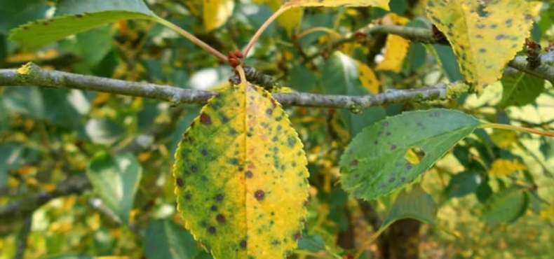 Желтеют листья вишни летом