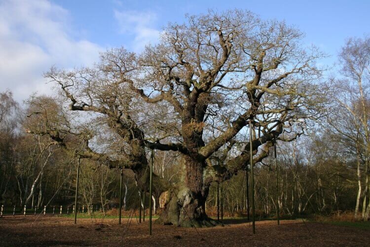 Легендарный дуб Major Oak