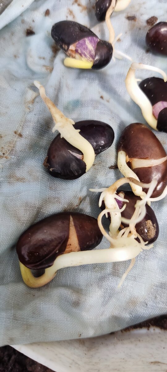 Фасоль пророщенная