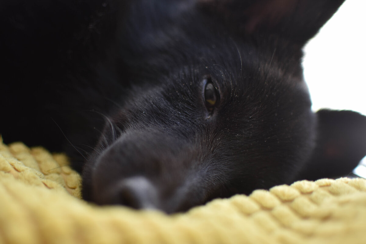 Сонный шипперке