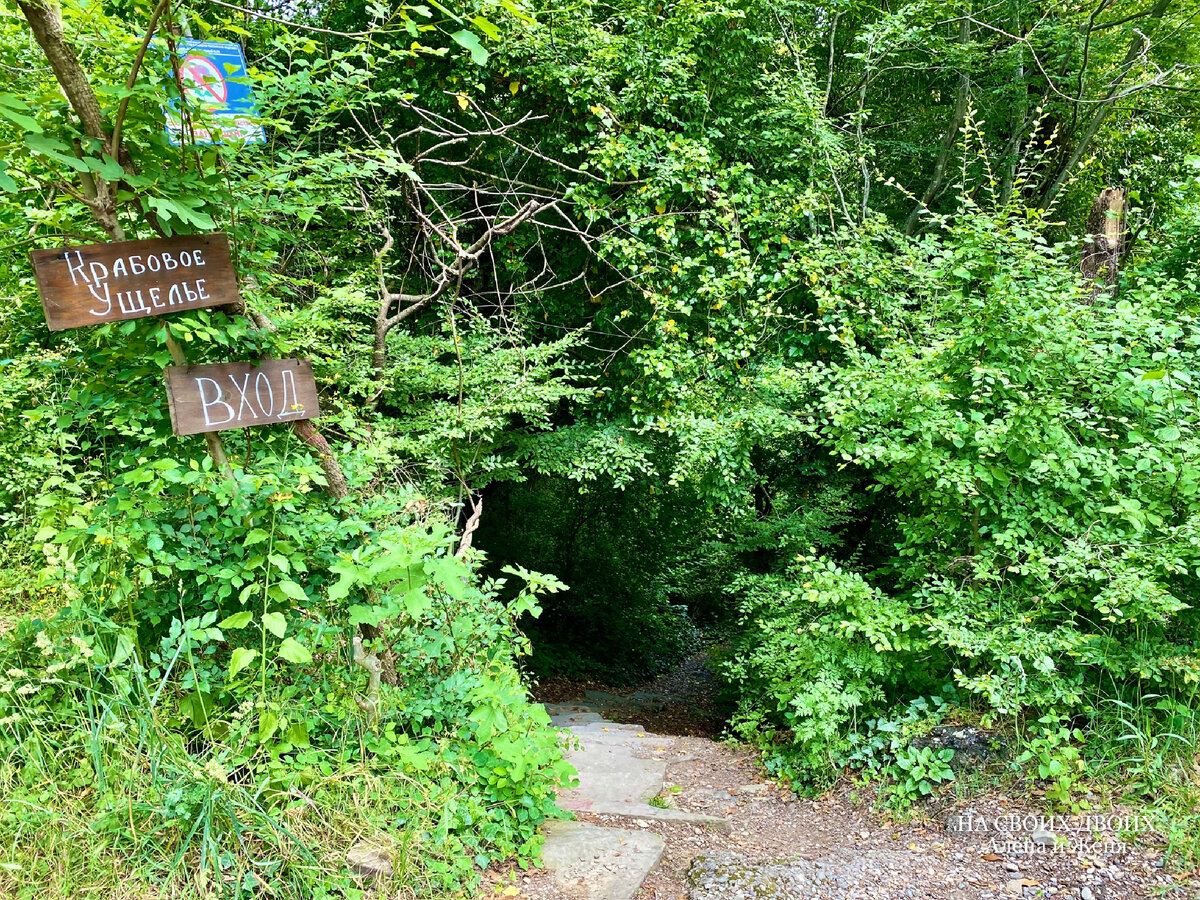 Крабовое ущелье в Лазаревском - еще одно красивое место на курорте, но ...