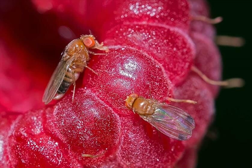 Drosophila suzukii. Фото: napagro.odoo.com