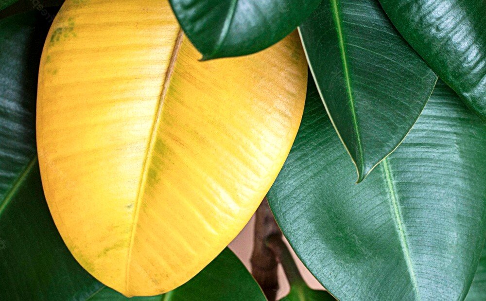 Фикус эластика желтеют листья. Фикус эластика желтеют листья. Фикус каучуконосный желтеют листья. Фикус каучуконосный листья пожелтели. Фикус каучуконосный листья пожелтели.