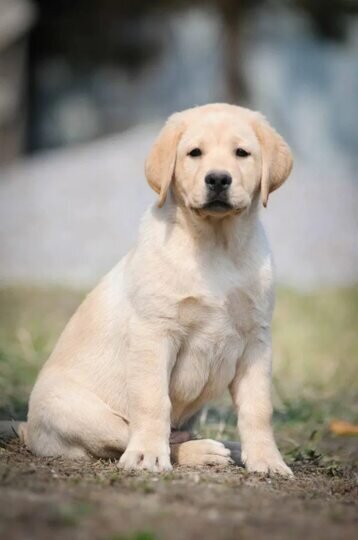 Щенок лабрадора; фото из свободных источников 