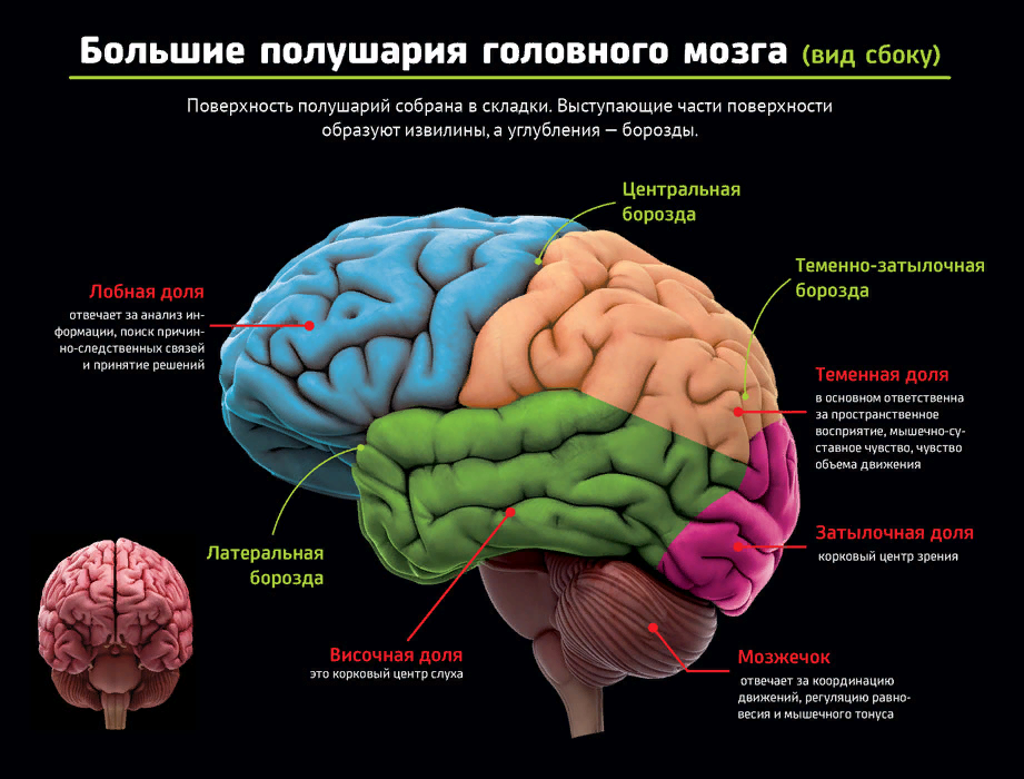Строение головного мозга