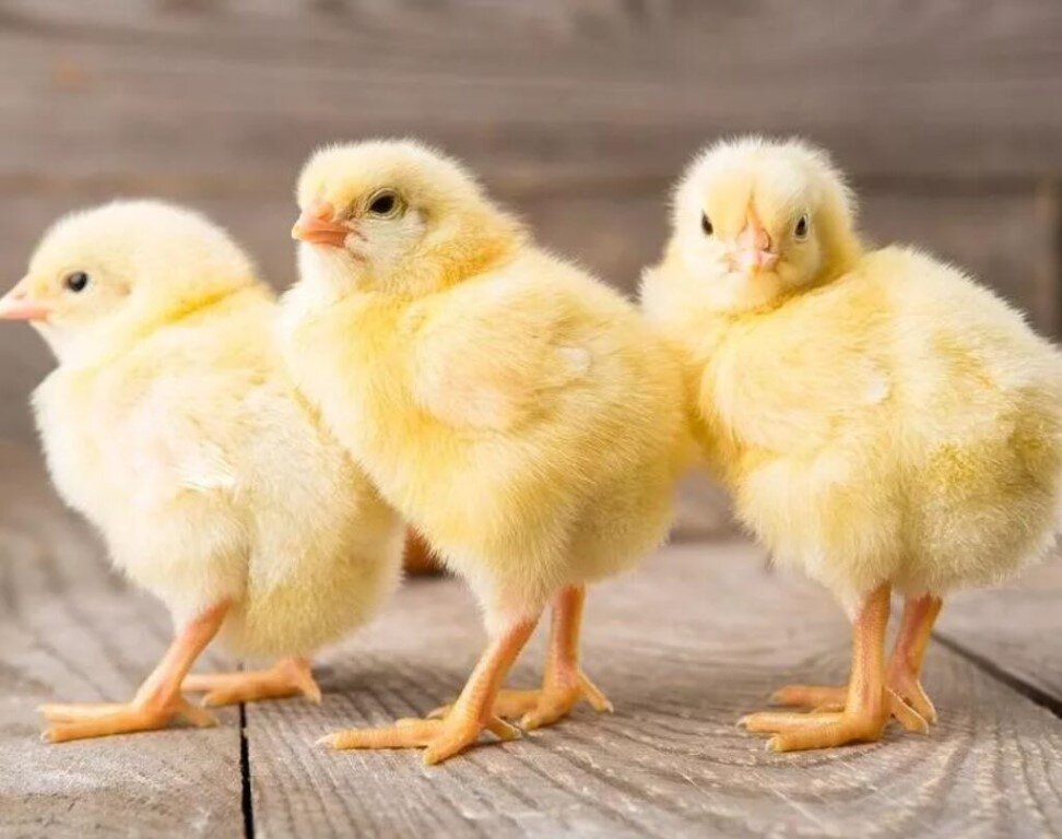 Взято из открытых источников